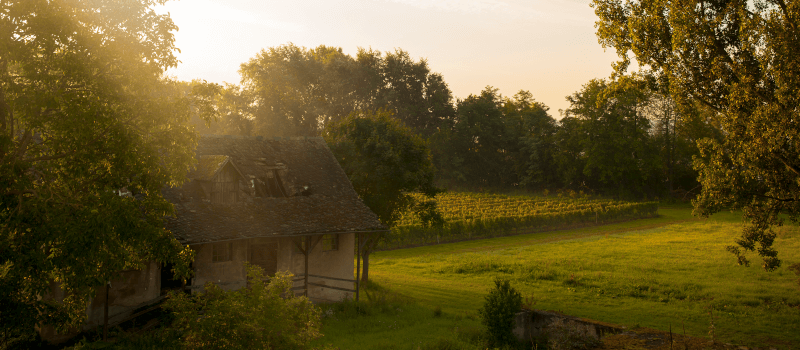 Schloss Reinhartshausen Pure Rheingau