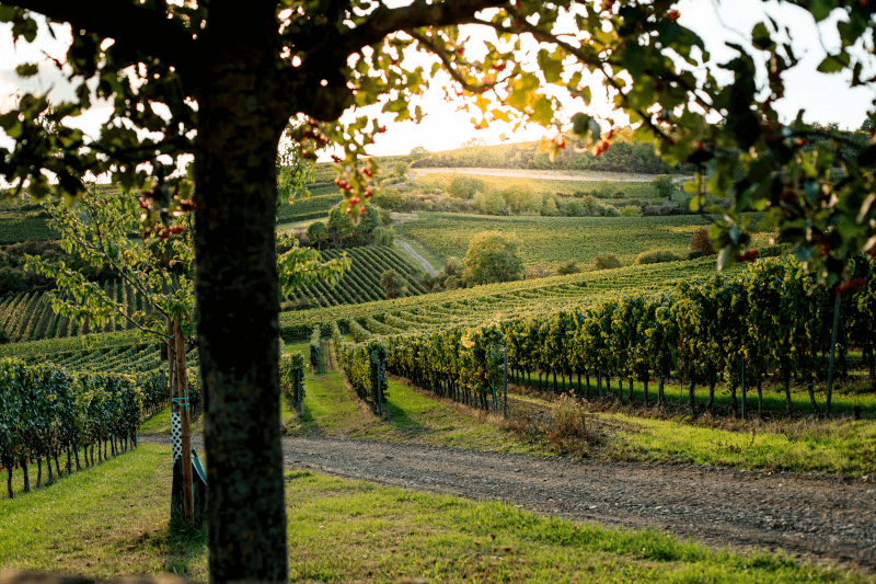 Weinberg vom Weingut Metzger Weinberg vom Weingut Metzger