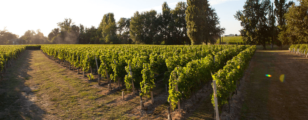 Château Montlabert