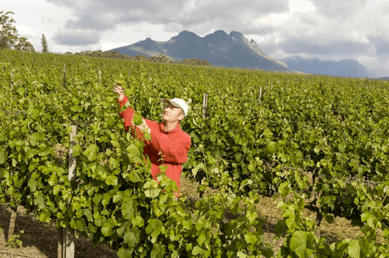 Villiera Wines Weinlese