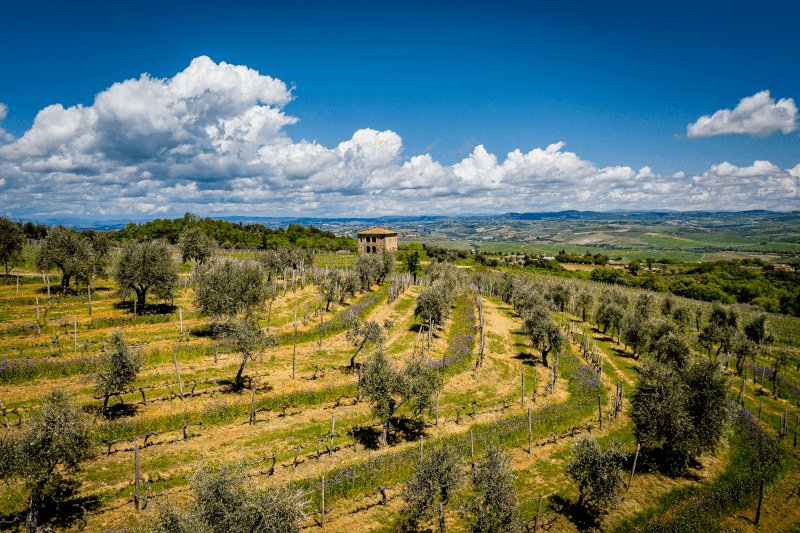 Weinberg Biondi-Santi Weinberg Biondi-Santi