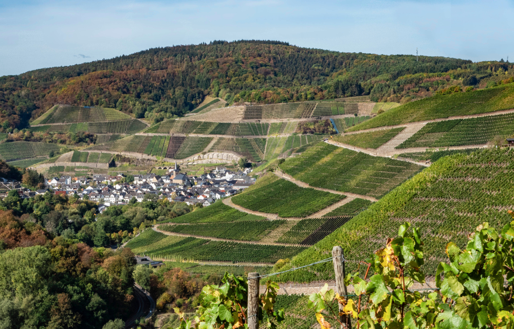 Dernauer Weinberge an der Ahr