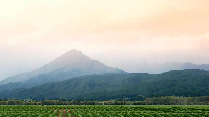 Nelson Terroir