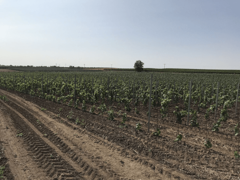 Vignoble de W18 Vignoble de W18