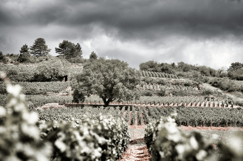 Vignoble avec vignes