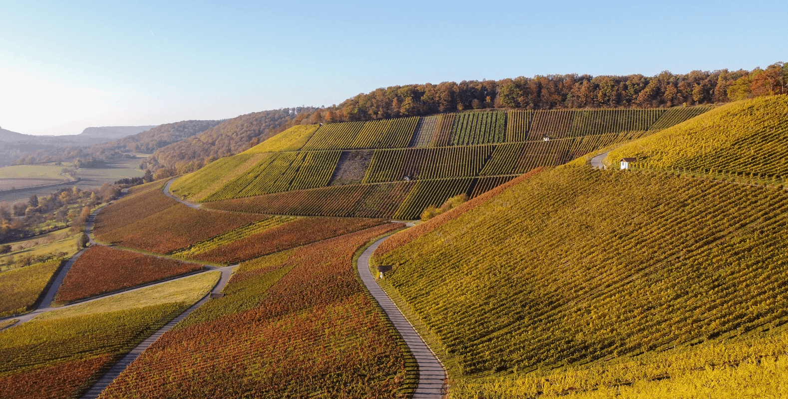 Vignobles du domaine Sonnenhof Vignobles du domaine Sonnenhof