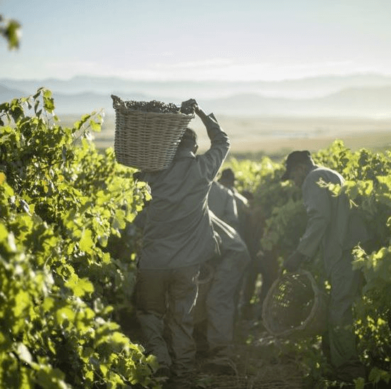 Die Weinlese in den Weinbergen von Allesverloren Die Weinlese in den Weinbergen von Allesverloren