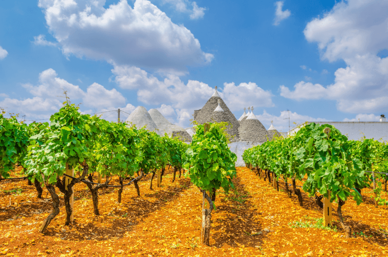 Vineyards with Trulli houses in Apulia Vineyards with Trulli houses in Apulia