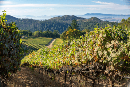 Vignoble de Hess Collection