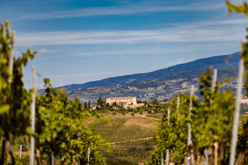 Vue sur les vignobles et le château Vue sur les vignobles et le château