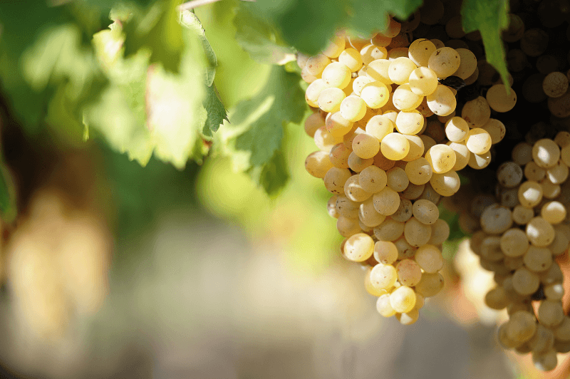 Bodegas Naia zijn volledig gewijd aan autochtone witte wijn Bodegas Naia zijn volledig gewijd aan autochtone witte wijn