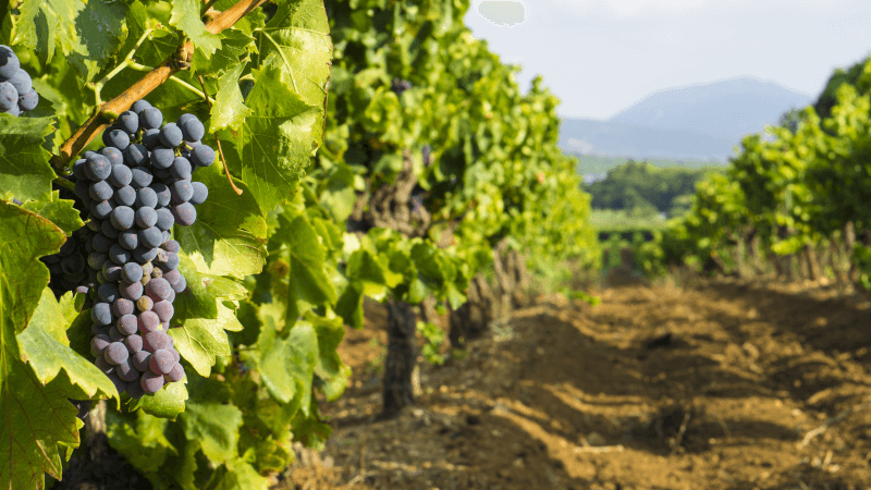 Domaine Terre de Tramontane Weinberge