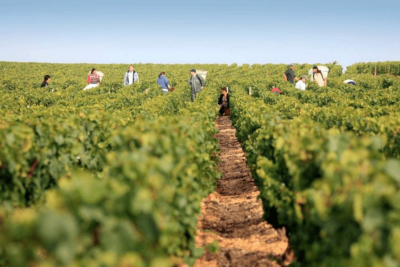 Domaine Servin Entretien du vin Domaine Servin Entretien du vin