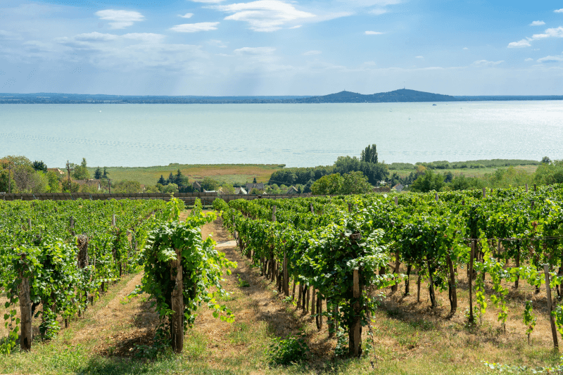 Wijnen van het Balaton - wijnranken aan het meer