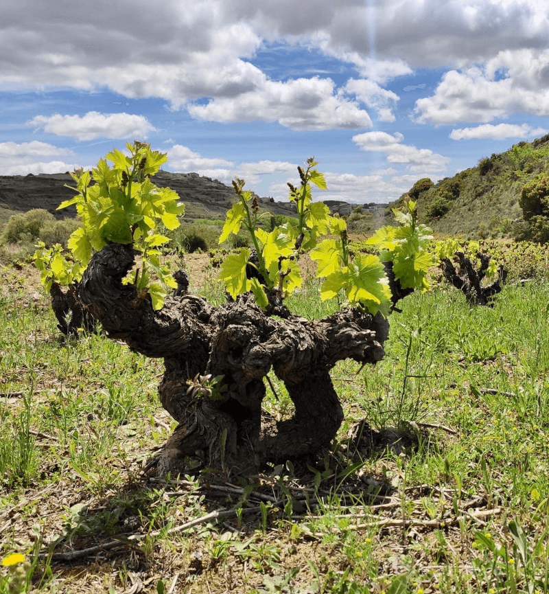 De klassieke struikwijnstokken van de Rioja