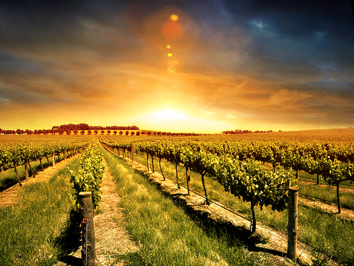 Bodegas_del_Senorio