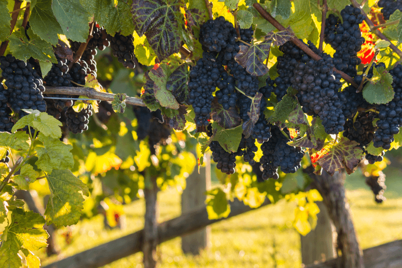 Pinot Noir Trauben am Stock