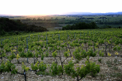 Wijngaard in Plono, de grindgronden zijn duidelijk zichtbaar