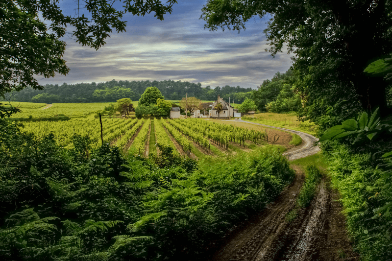 La Clotiere Wijnboerderij in de Loire Vallei