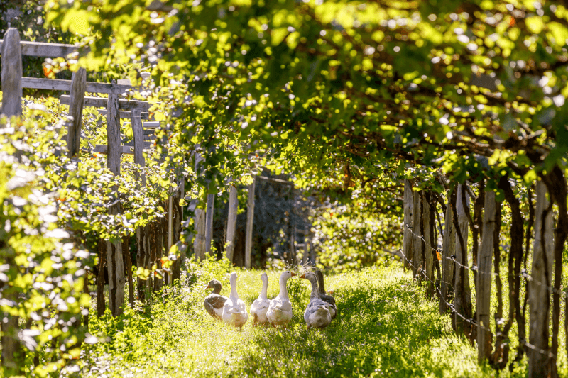 L’enherbement et les animaux sont un fondement de la viticulture biodynamique L’enherbement et les animaux sont un fondement de la viticulture biodynamique