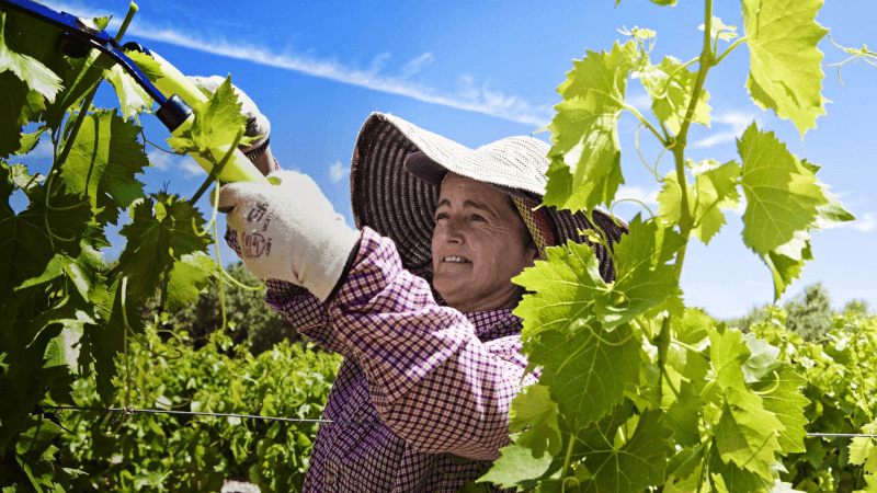 Travail dans le vignoble