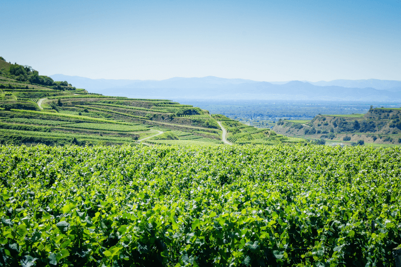 Vignoble de Baden Vignoble de Baden