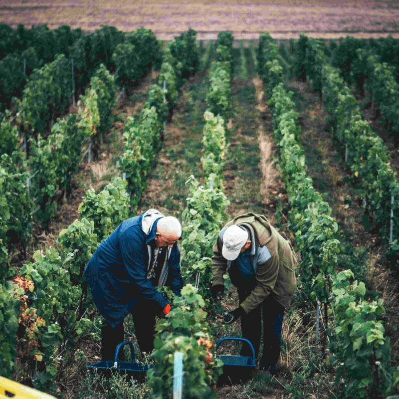 In de wijngaarden van Joseph Perrier