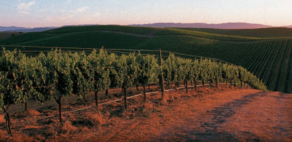 Le vignoble de Los Carneros