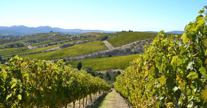 La viticulture sur les collines de la vallée du Maule