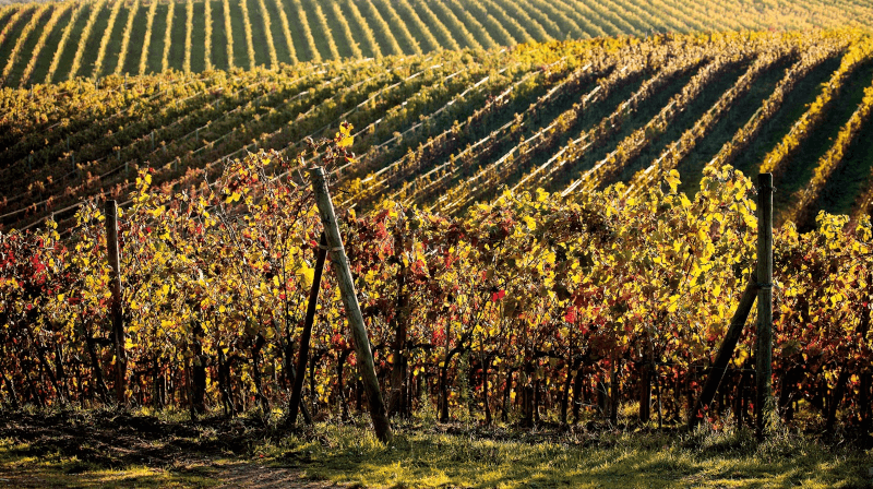 Vignoble Borgo Scopeto Vignoble Borgo Scopeto