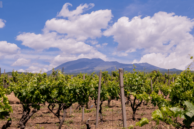 Vignes d’IDDA