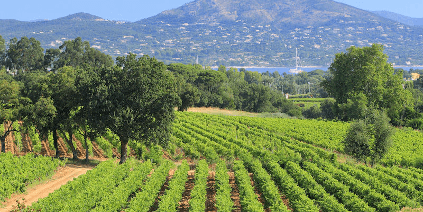 Wijngaarden van Chateau Minuty