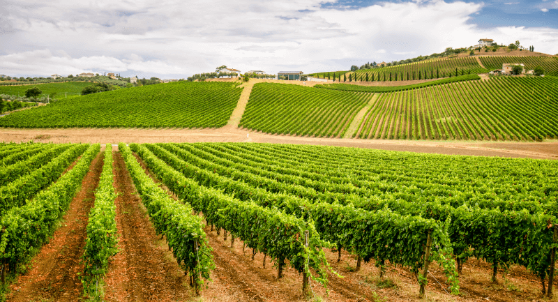 Wijngaard in de Abruzzen