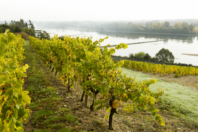 Wijngaarden aan de Loire in Frankrijk