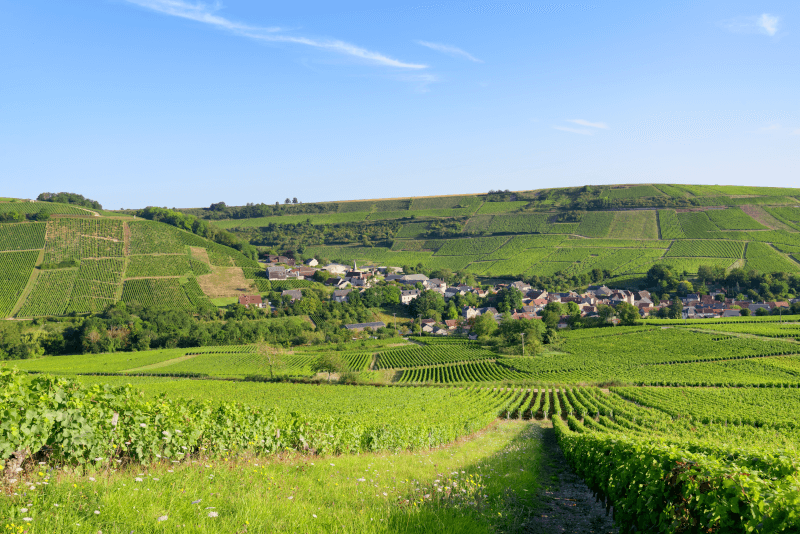 Chavignol auf dem Weinberg von Sancerre Chavignol auf dem Weinberg von Sancerre