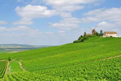 Weinberg von Tabordet Weinberg von Tabordet