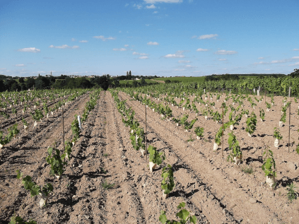 Wijnstokken van het Domaine Des Raillères Wijnstokken van het Domaine Des Raillères