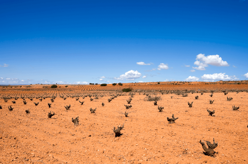 Terramagna Grupo Jumilla Terramagna Grupo Jumilla