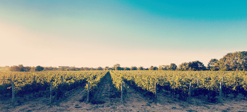 Dans les vignobles du Domaine de la Baume