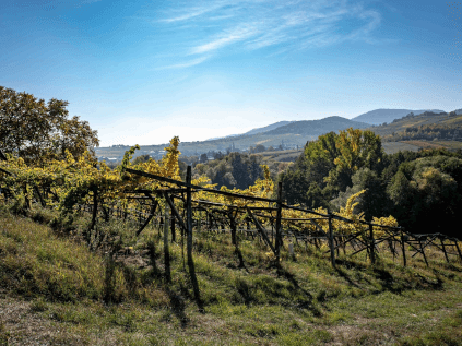 Weinberg von Rebholz Weinberg von Rebholz