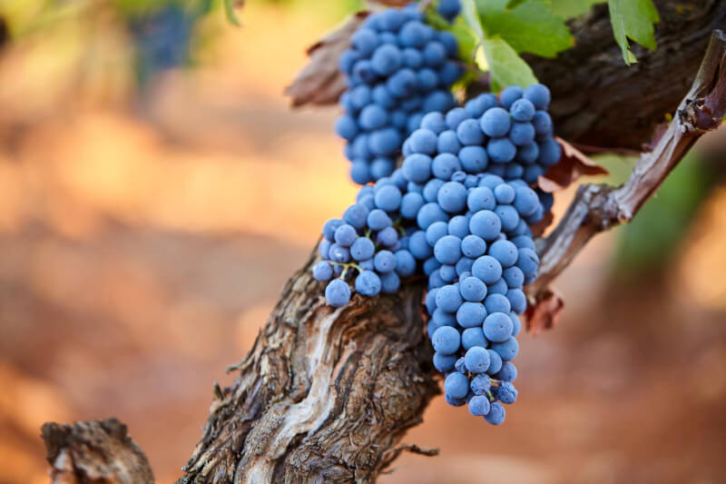 Cantine San Marzano Primitivo wijnstok