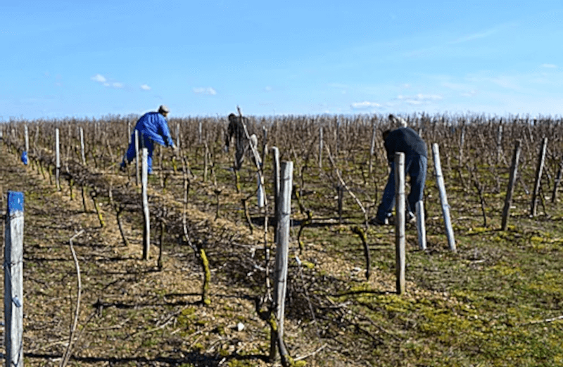 Domaine Cordaillat Arbeiter im Weinfeld