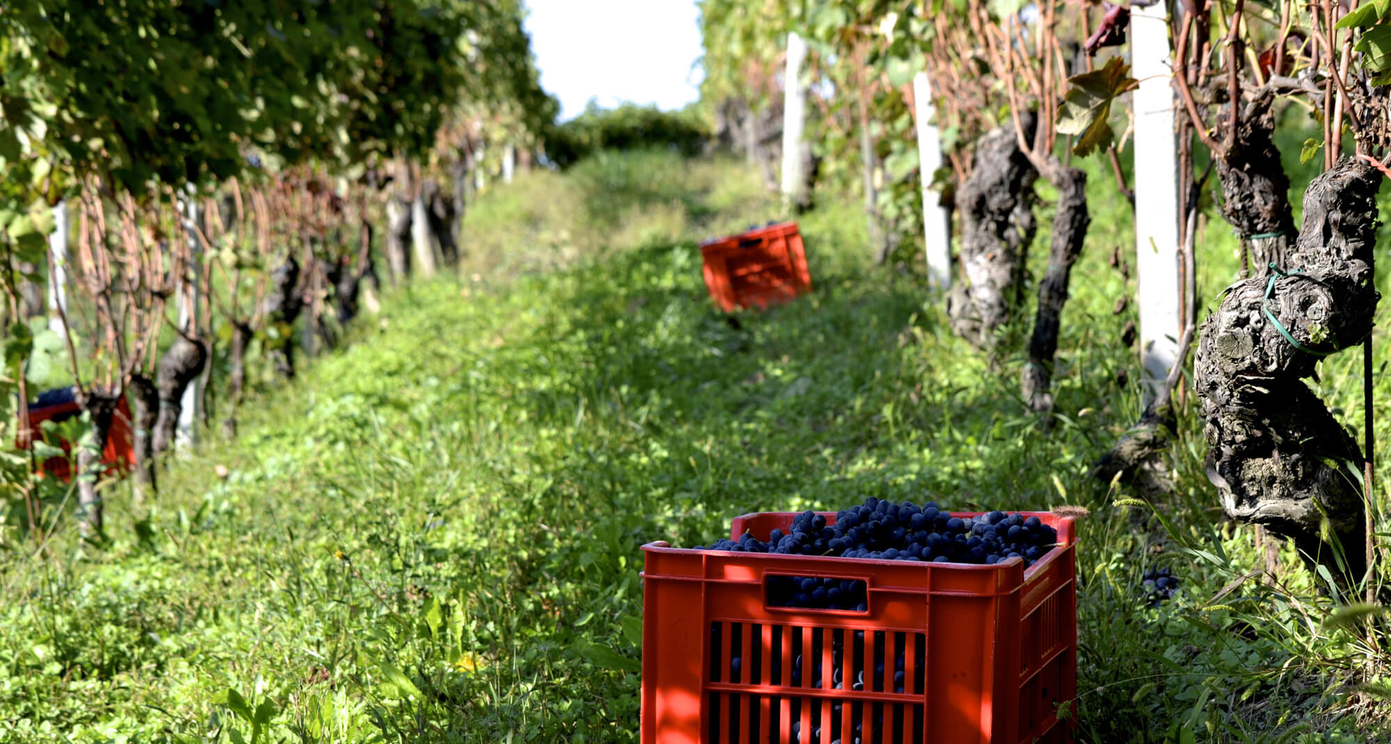Vignoble Massimo Rivetti Vignoble Rivetti