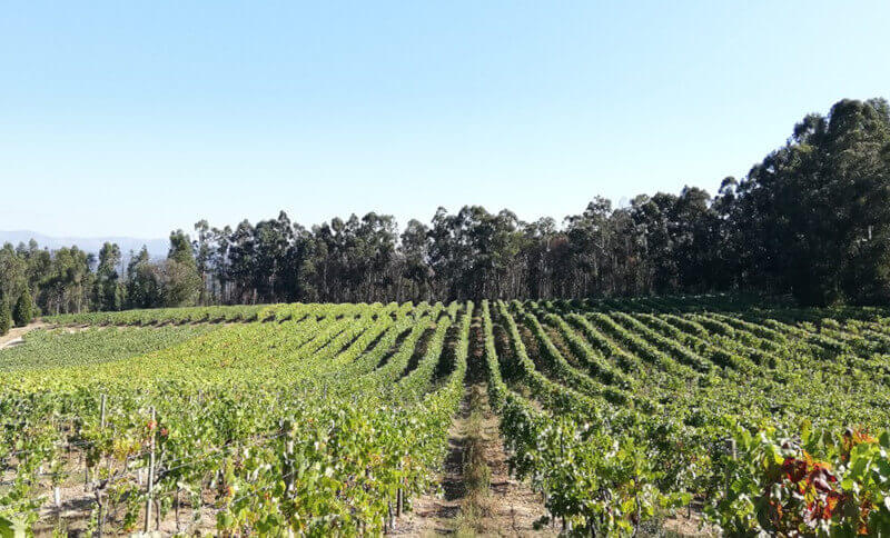 weingut-cabriz-weinberg-1dWobANkqgJ89j weingut-cabriz-weinberg-1dWobANkqgJ89j