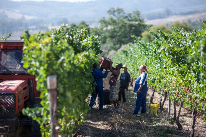 Zwalu Wein Meyer-Näkel Südafrika