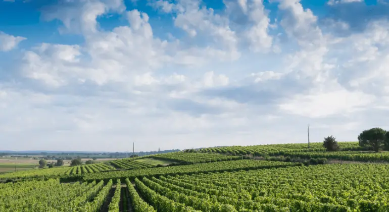 Eine Sommerreise an die Loire - 3x Probierpaket