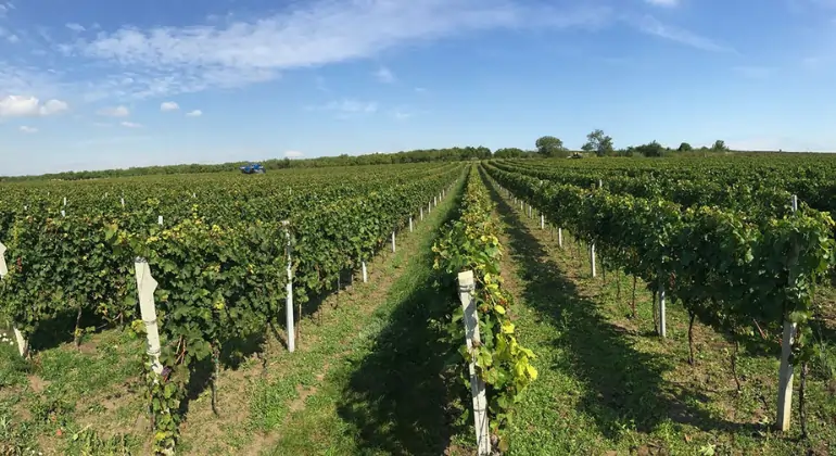 Wijnplezier uit Moravië van W18 - 6x ontdekkingspakket