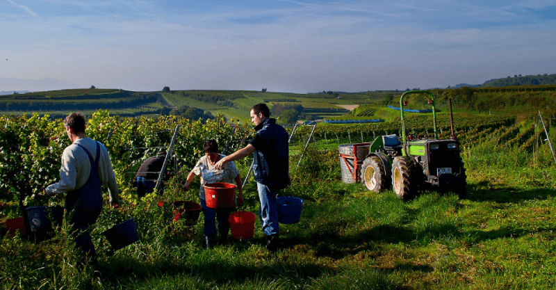 Domaine viticole écologique Schmidt Vendanges Domaine viticole écologique Schmidt Vendanges
