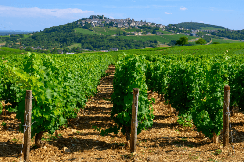 Weinberge rund um Sancerre Weinberge rund um Sancerre
