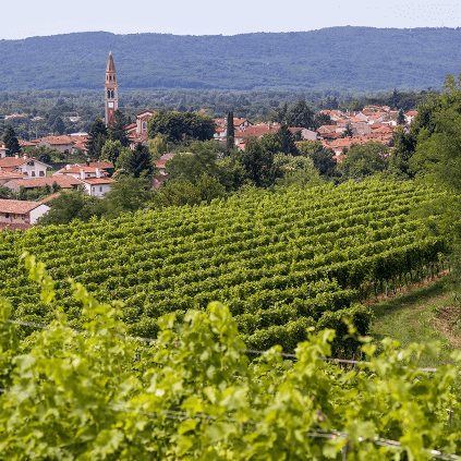 Weinberg von Attems